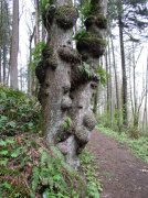 4.1.06 Dogwood & Alder Trail in Forest Park 025 